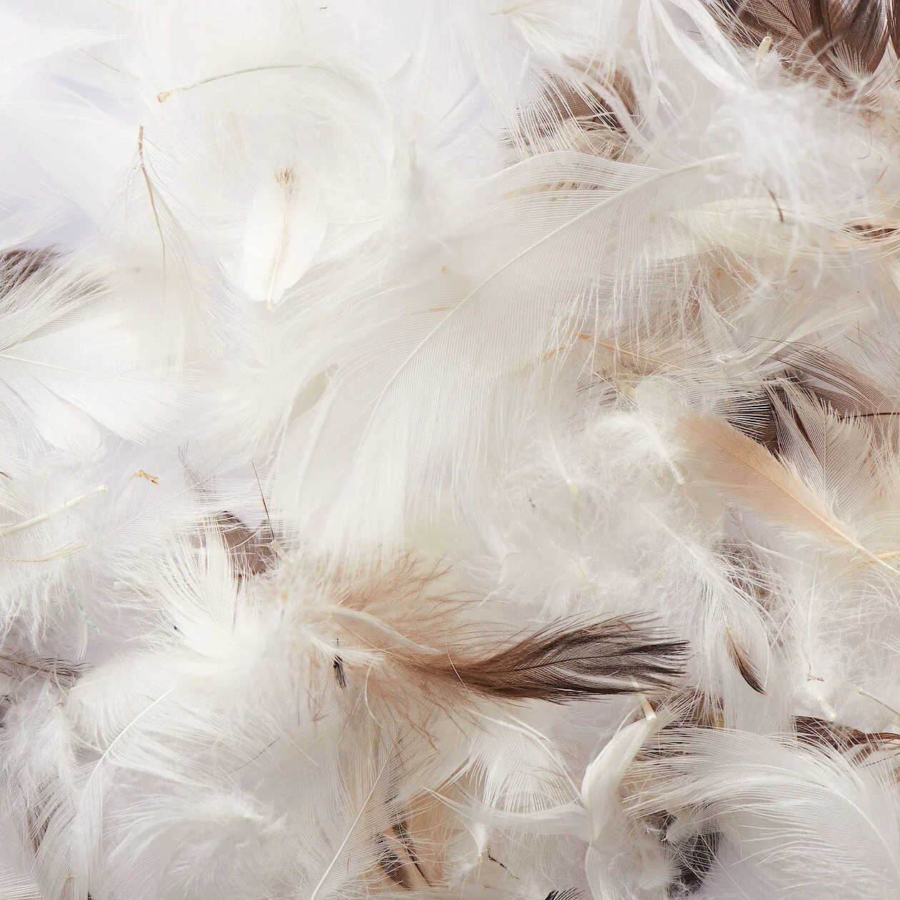 Feather Cushion Insert - Image 4